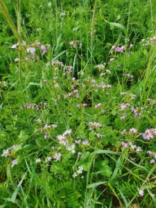 Fazenda Banhado Verde
